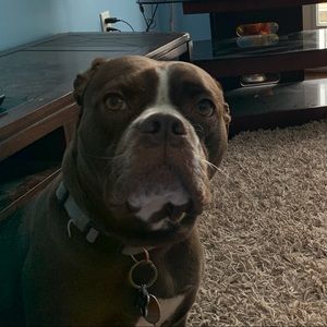 Meet your Posher, Cyril